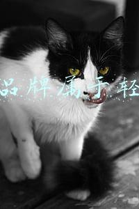 小ck品牌属于轻奢么