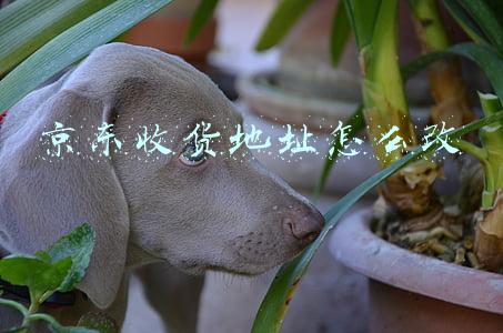京东收货地址怎么改