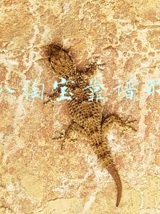 淘宝海淘代购靠谱吗(弘辽科技：淘宝代购是正品吗？购物要注意什么？)
