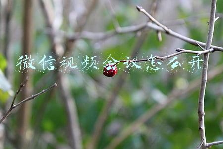 微信视频会议怎么开