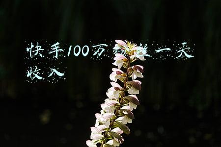 快手100万粉丝一天收入