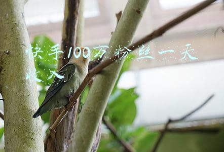 快手100万粉丝一天收入
