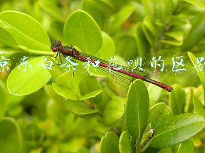 京东白条和花呗的区别