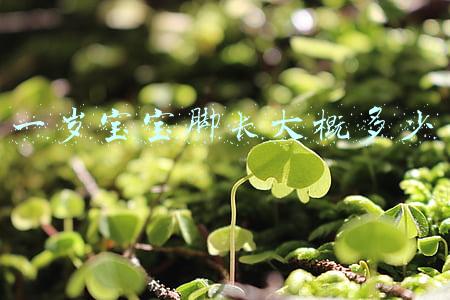 一岁宝宝脚长大概多少