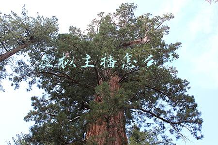 虚拟主播怎么弄