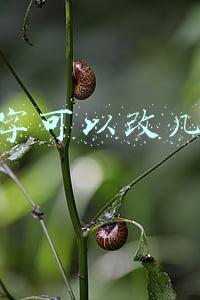 名字可以改几次