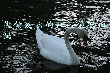 微信发出的红包能撤回吗