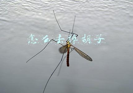 怎么去掉胡子