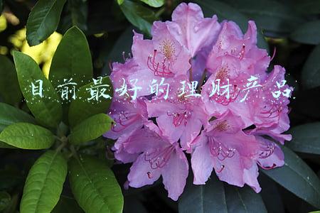 目前最好的理财产品