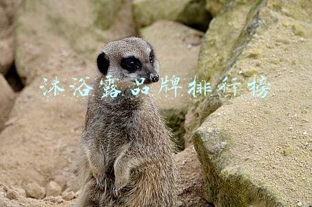 沐浴露品牌排行榜