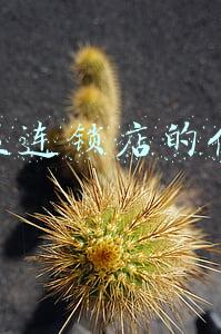 加盟连锁店的优势