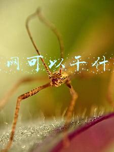 上网可以干什么