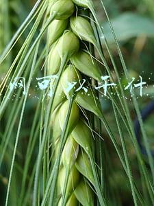 上网可以干什么