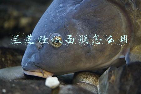 兰芝睡眠面膜怎么用