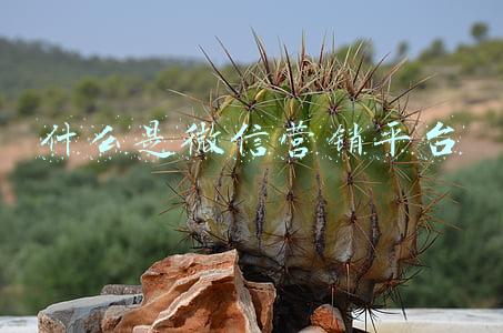微信平台营销系统(企业微信营销软件管理系统)