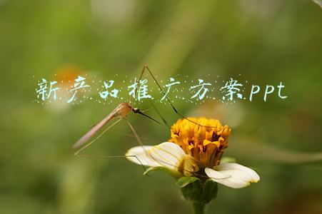 新产品推广方案ppt
