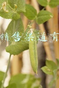 橡胶支座网络销售渠道有哪些(中国隔震支座行业前景研究与投资潜力分析)