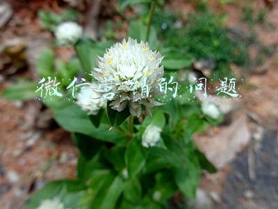 微信营销的问题
