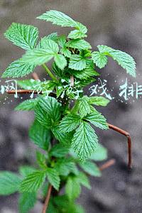 十大网游游戏排行榜