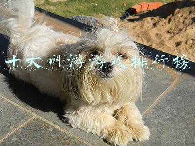 十大网游游戏排行榜