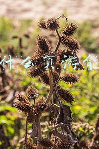 现在什么页游能赚钱