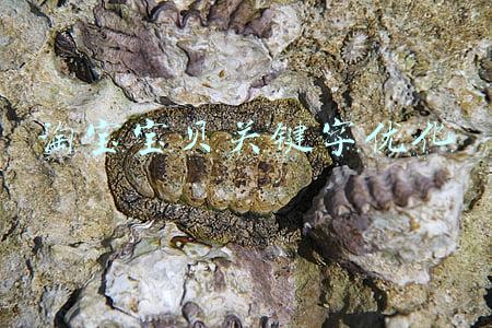 淘宝宝贝关键字优化