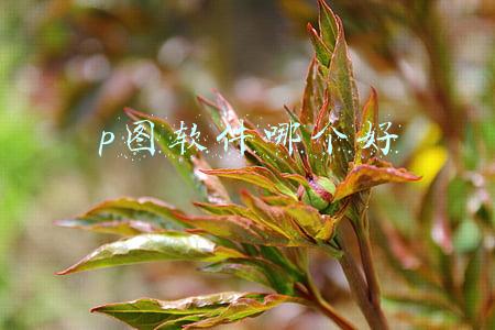 p图软件哪个好