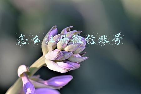 怎么注册微信账号