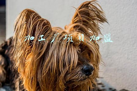加工厂项目加盟