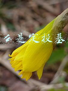 什么是定投基金