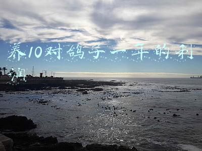 养10对鸽子一年的利润