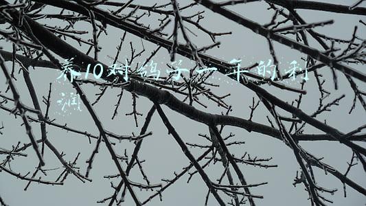 鸽子养殖成本利润(沪鸽口腔IPO：一颗假牙成本2毛卖9毛，毛利率高达75%)