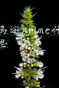 亚马逊prime什么意思