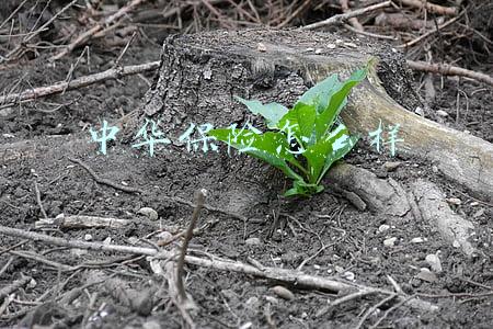 中华保险怎么样