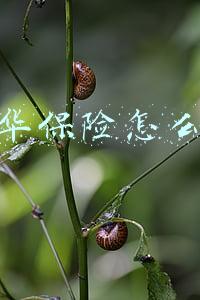 中华保险怎么样