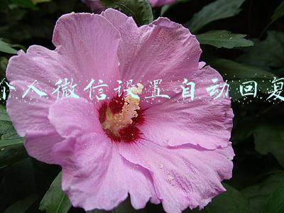 个人微信设置自动回复