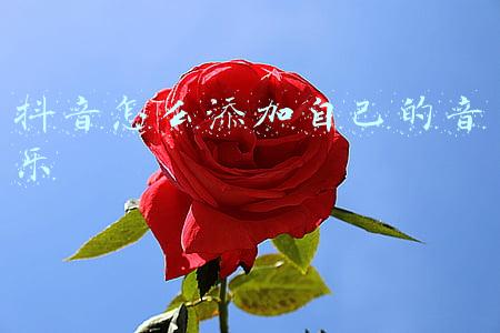 抖音怎么添加自己的音乐