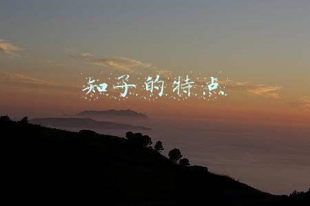 知了的特点
