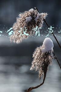 苹果13微信怎么没有声音提醒了(iPhone听筒不出声怎么办，学会这三招轻松解决)