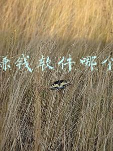 兼职赚钱软件哪个靠谱