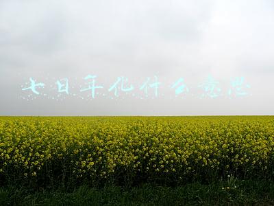 七日年化什么意思