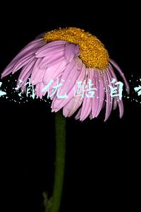 怎样取消优酷自动续费会员(上海市消保委：App自动续费套路深 B站、优酷等到期前3天就扣费)