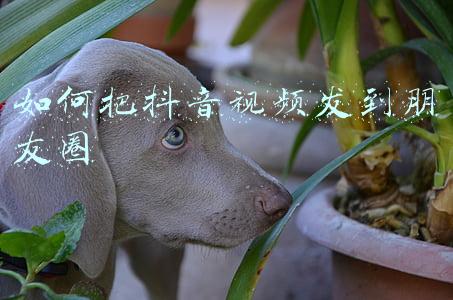 如何把抖音视频发到朋友圈