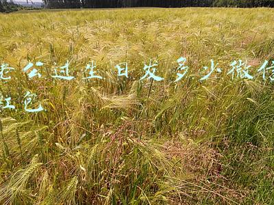 老公过生日发多少微信红包