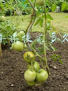 火车票提前多久买