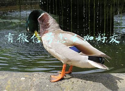有微信号怎么加好友