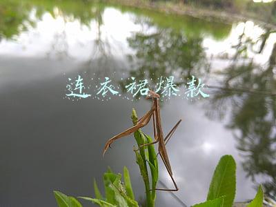 连衣裙爆款文案(夏季连衣裙文案)