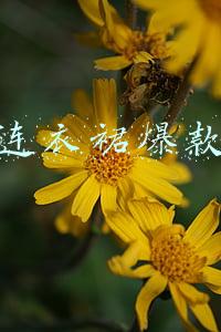 连衣裙爆款