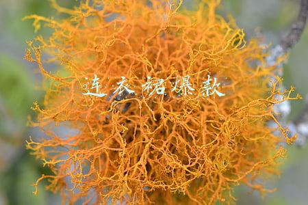 连衣裙爆款