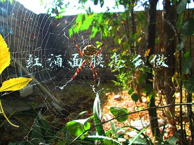 红酒面膜怎么做 红酒面膜怎么做